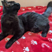 Photo of Biscuit 