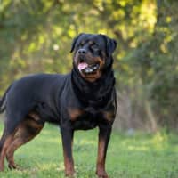Photo of Big Red