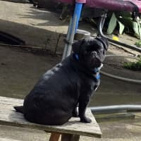 Photo of Chester