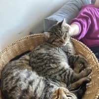 Photo of Acorn And Oak