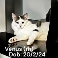 Photo of Venus 