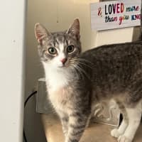 Photo of Basil & Oriana *9 Lives Project Rescue*