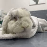 Photo of Count Von Count