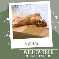 Photo of Henry
