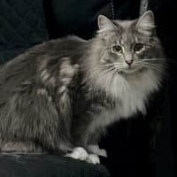 Photo of Silvermist (And Tinkerbell)