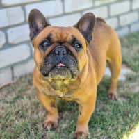 Photo of Amber