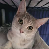 Photo of Dancer 🦌