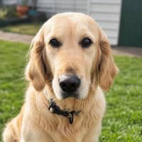 Photo of Blossom