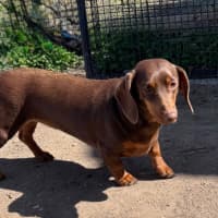 Photo of Ruby