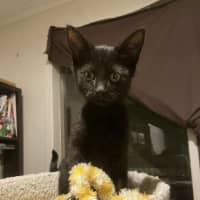 Photo of Blade