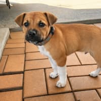 Photo of Otis
