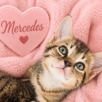 Photo of Mercedes 