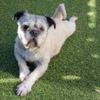 Photo of Molly Wensleydale