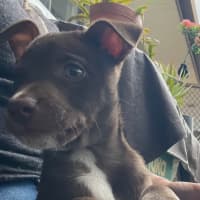Photo of Mocha