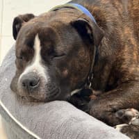 Photo of Sugar