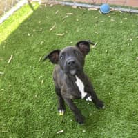 Photo of Pepper
