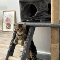 Photo of Oscar