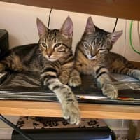 Photo of Spud And Chip