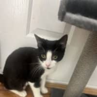 Photo of Zippy   Available At Pet Quarters Rutherford