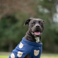 Photo of Bronson