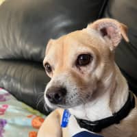 Photo of Archie   3 Year Old Chihuahua X Jack Russell