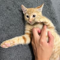 Photo of Chestnut