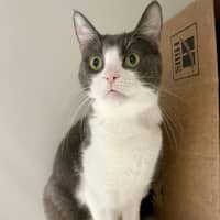 Photo of Dorian And Sterling