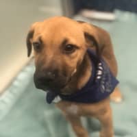 Photo of Luna