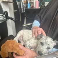 Photo of Dotty   10 Week Old Cattle Dog X Staffy