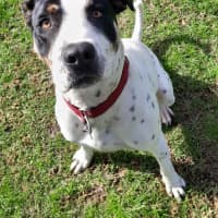Photo of Patch