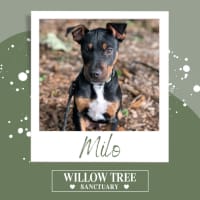 Photo of Milo