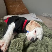 Photo of Anna   3 Year Old Maltese X