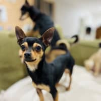 Photo of Danger Mouse 