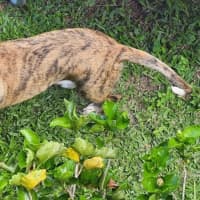 Photo of Bernard *$350 Adoption Fee*