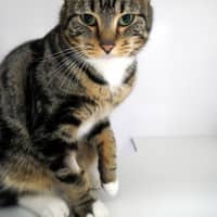 Photo of Beaver Sta012863