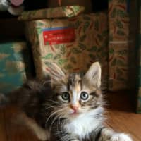 Photo of Bonsai 