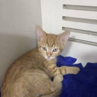 Photo of Storm – Ringworm Special $49