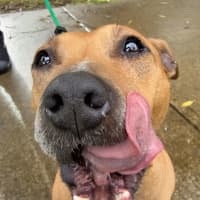 Photo of Bindi