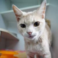 Photo of Barney