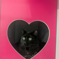 Photo of Toothless