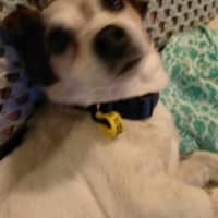 Photo of Bella / Tiny