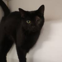Photo of Sirius
