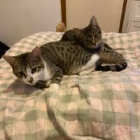 Photo of Titan * 9 Lives Project Rescue* 💙