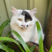 Photo of $100 Mama Z