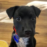 Photo of Wilma   8 Week Old Kelpie X
