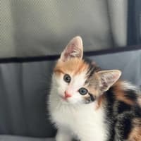 Photo of Callie (Was Susan )