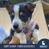 Photo of Clover   8 Week Old Kelpie X (Trial)