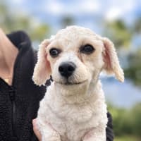 Photo of Dolly
