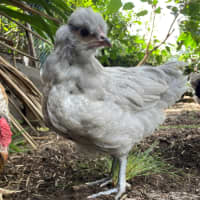 Photo of Flossie The Rooster