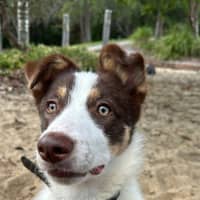 Photo of Chester